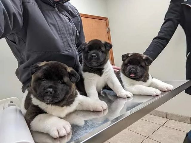  Akita Puppies Available Now For Sale 