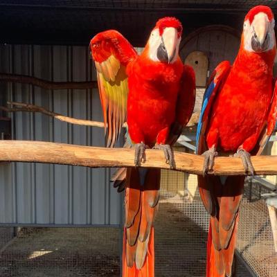  Scarlet Macaw Parrots for sale 