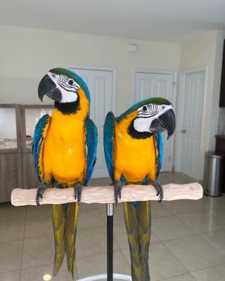 Pair of Blue and Gold Macaw Parrots For Sale 