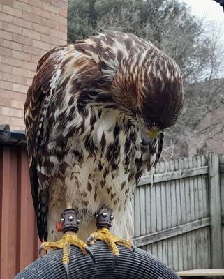   FALCON BIRDS FOR SALE  - Dubai Birds