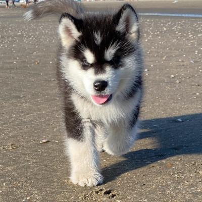   Alaskan Malamute Puppies Available - Dubai Dogs, Puppies