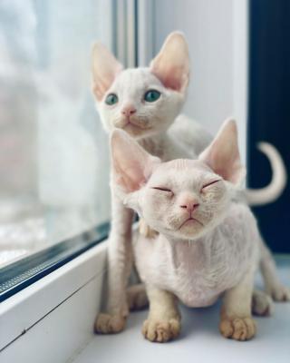   Devon Rex Kittens - Dubai Cats, Kittens
