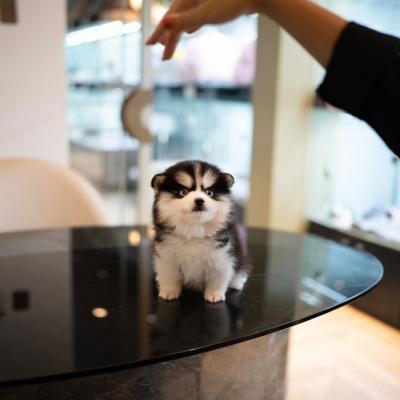   Pomsky Puppies Available - Dubai Dogs, Puppies