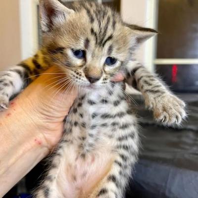 f6 Savannah Kittens for Adoption