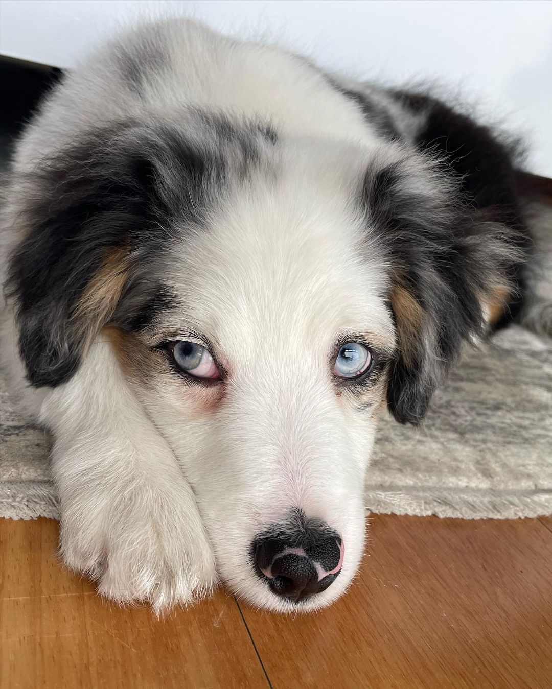  Australian shepherd puppies - Dubai Dogs, Puppies