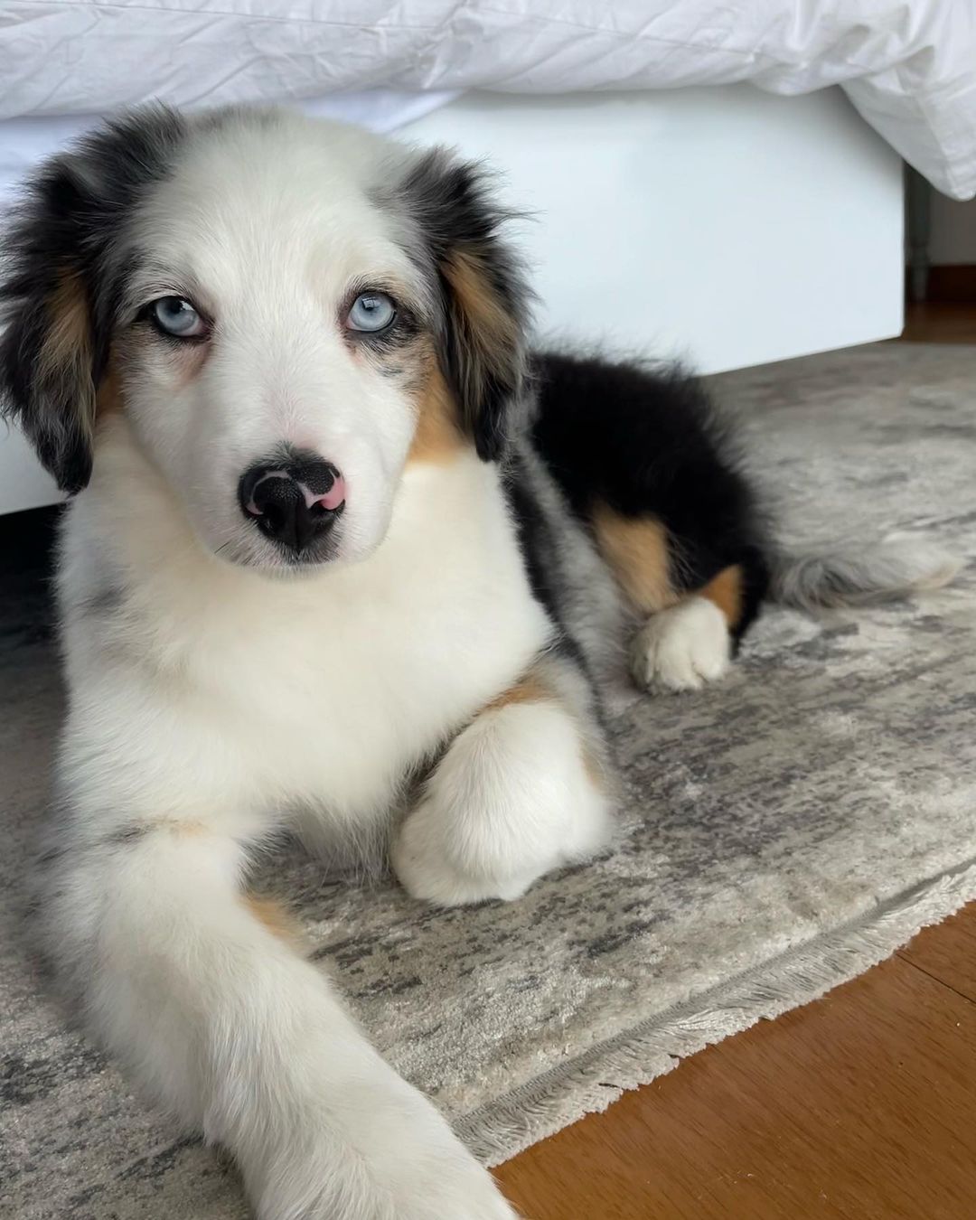  Australian shepherd puppies - Dubai Dogs, Puppies