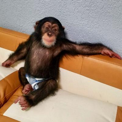 baby chimpazee for sale - Dubai Other