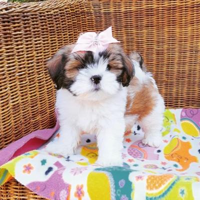  Lhasa Apso Puppies For Sale  