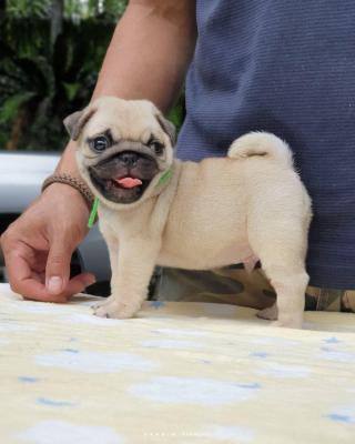  Pug Puppies For Sale  