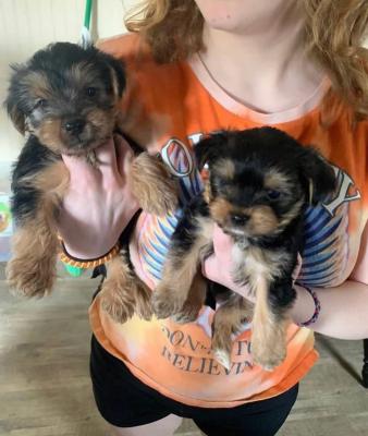  Yorkie Puppies for Sale   