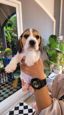   Beagle Puppies for Adoption 