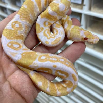   Albino Python ball snakes for sale.  