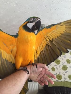  Pair of Blue and Gold Macaw Parrots For Sale   