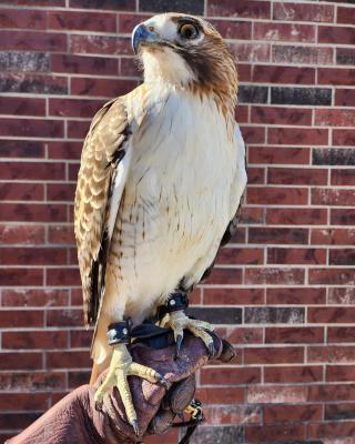  FALCON BIRDS FOR SALE    - Davao City Birds