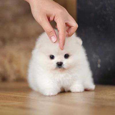 Teacup Pomeranian Puppies Available for sale   - Davao City Dogs, Puppies
