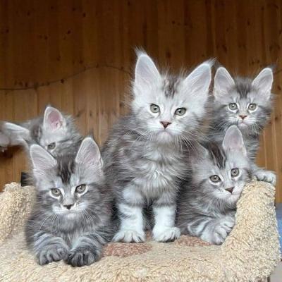 Gorgeous Maine Coon Kittens available ready for sale whatsapp by text or call +33745567830 - Vienna Cats, Kittens