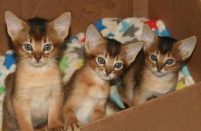 Adorable male and female Abyssinian kittens for sale whatsapp by text or call +33745567830 - Vienna Cats, Kittens