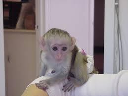 healthy Capuchin monkeys for sale contact us +33745567830 - Kuwait Region Livestock