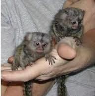 Marmoset monkeys for sale tamed and ready for new home contact us +33745567830 - Vienna Livestock
