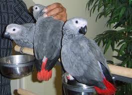 Nice looking African Grey Parrots Available for sale whatsapp by text or call +33745567830 - Kuwait Region Birds