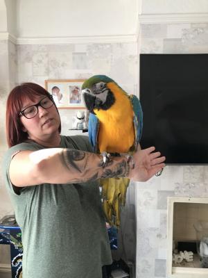 Blue and Gold Macaw parrots male and female Available for sale whatsapp by text or call +33745567830 - Dubai Birds