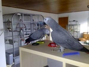 Cute African grey parrots for sale whatsapp by text or call +33745567830 - Kuwait Region Birds