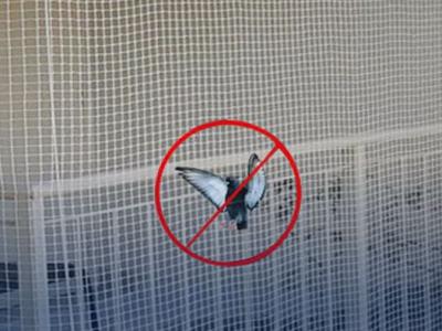 Chris Enterprises' Pigeon Safety Nets: Safeguarding Areas and Guaranteeing Security - Bangalore Other