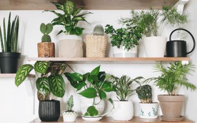 Buy Indoor Plants Online NZ