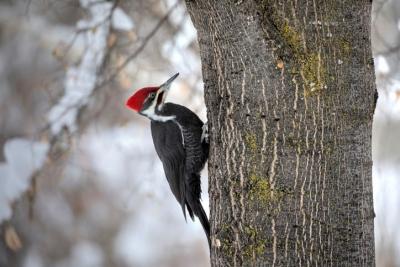 Woodpecker Removal Services - Other Other