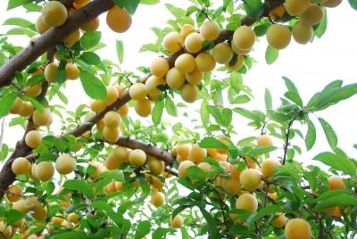 Fruit Trees For Sale - Plant Company