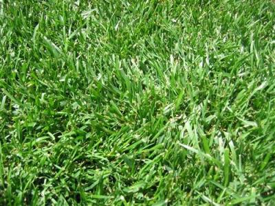 Ryegrass NZ - Plant Company - Auckland Other