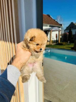 Pomeranian Spitz TOP Welpen - Vienna Dogs, Puppies