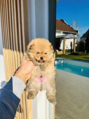 Pomeranian Spitz TOP Welpen - Vienna Dogs, Puppies