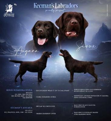 Labrador retriever puppies - Vienna Dogs, Puppies