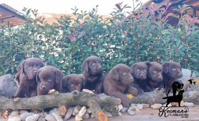 Labrador retriever puppies - Vienna Dogs, Puppies