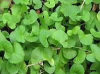Centella Asiatica Leaf Extract Supplier in India - Delhi Other