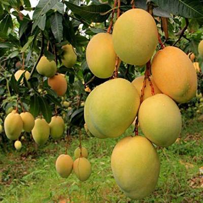 Buy Your Dream Mango Tree Online with New Nees Plant