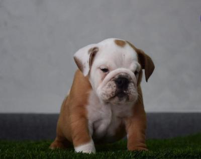 English Bulldog, puppies - Vienna Dogs, Puppies