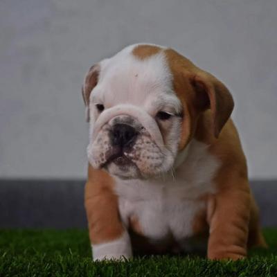 English Bulldog, puppies - Vienna Dogs, Puppies