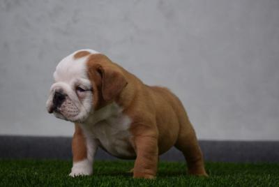 English Bulldog, puppies - Vienna Dogs, Puppies