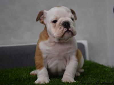 English Bulldog, puppies - Vienna Dogs, Puppies