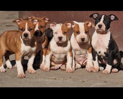 American Staffordshire terrier - Vienna Dogs, Puppies