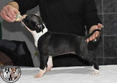 American Staffordshire terrier - Vienna Dogs, Puppies