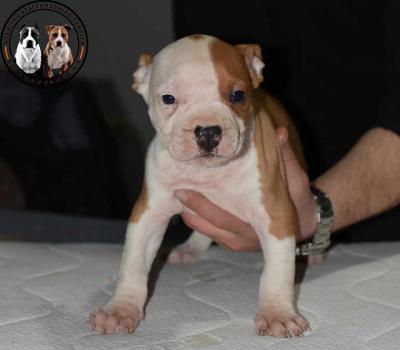 American Staffordshire terrier - Vienna Dogs, Puppies