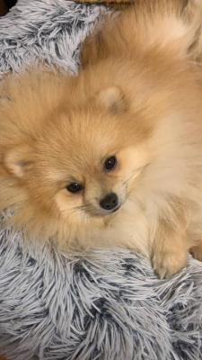 Pomaranian Spitz - Vienna Dogs, Puppies