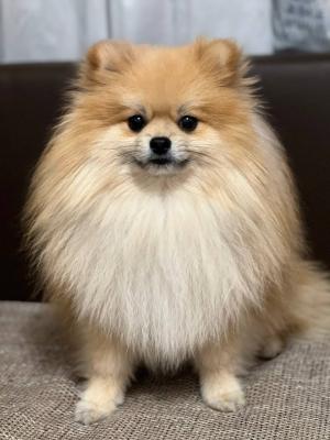 Pomaranian Spitz - Vienna Dogs, Puppies