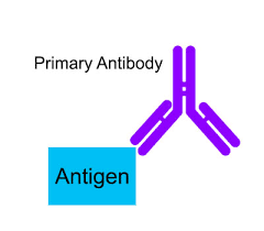 Primary antibodies  - Delhi Other