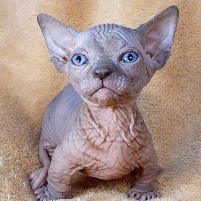 Adorable Sphynx Babies From Extensively Tested Parents