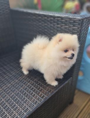 Beautiful Pomeranian Puppies - Berlin Dogs, Puppies