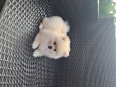 Beautiful Pomeranian Puppies - Berlin Dogs, Puppies